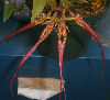 Bulbophyllum wendlandianium