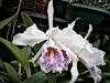 Cattleya maxima semi alba