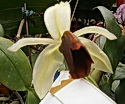 Coelogyne usitana