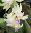 Dendrobium amethystoglossum