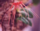 Bulbophyllum tingeabarinum